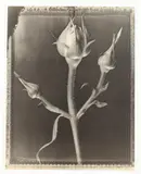 Tom Baril, Rose Buds, Gelatin silver print
