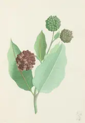 James Linton Sain, Milk Weed, Watercolor