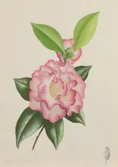 James Linton Sain, Camellia, Watercolor on paper