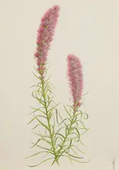 James Linton Sain, Blazing Star, Watercolor on paper