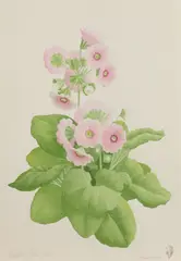 James Linton Sain, Primrose, Watercolor on paper