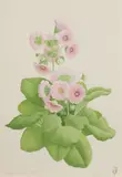 James Linton Sain, Primrose, Watercolor on paper