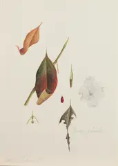James Linton Sain, Cornus Florida, Watercolor on paper