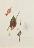 James Linton Sain, Cornus Florida, Watercolor on paper