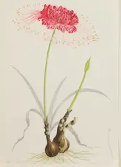James Linton Sain, Surprise Lily, Watercolor on paper