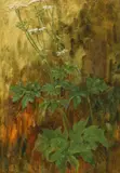 James Barclay Grahame, Queen Anne'S Lace, Oil on panel