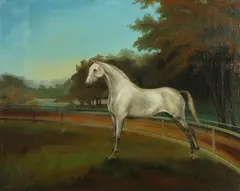 H.J. Ferguson, Portrait of a Gray Standardbred Trotter, Oil on canvas laid on board