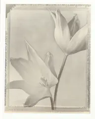 Solarized Tulips by Tom Baril, Gelatin silver print, sold Sep 2015