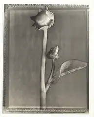 Dahlia Buds by Tom Baril, Gelatin silver print, sold Sep 2015