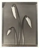 Tom Baril, Cyclamen, Gelatin silver print
