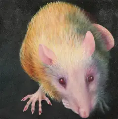 Manon Cleary, Rat at Rest, Oil on canvas