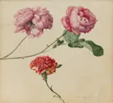 Slava Raškaj, Carnations and Roses, cca. 1896., watercolour