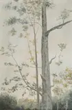 Marcel Bejgu, Liniștea fagului, 1992, ulei pe pânză
