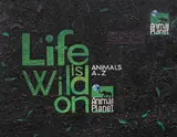 Florin Ciulache, Life is Wild, 2006, ulei pe pânză