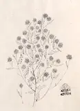 Ștefan Câlția, Plante, 2012, tuș pe hârtie