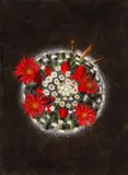 Mihai Mureșan, Cactus