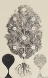 Mircea Milcovitch, Sephiroth (Copacul vieții), 1976, guașă, cărbune, acrilic și tuș pe carton