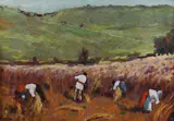 Cornel Raţiu, Strângerea recoltei