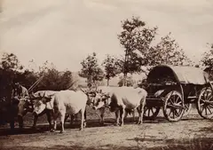 Franz Duschek, Fotografie ilustrând un car cu boi, cu coviltir, București, a doua jumătate a sec. XIX