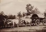 Franz Duschek, Fotografie ilustrând un car cu boi, cu coviltir, București, a doua jumătate a sec. XIX