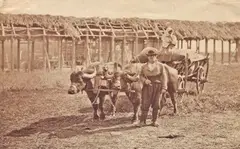 Franz Duschek, Fotografie ilustrând un car cu bivoli, București, a doua jumătate a sec. XIX