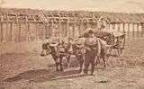 Franz Duschek, Fotografie ilustrând un car cu bivoli, București, a doua jumătate a sec. XIX