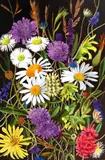 Mihai Mureșan, Wild Flowers