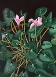Mihai Mureșan, Cyclamen