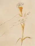 Andy Warhol, Flower in Hand, acuarelă pe litografie