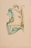 Jules Perahim, Safir, cromolitografie