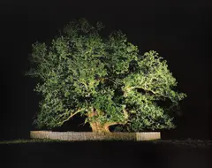 Florin Ghenade, Bătrânul Carpaților (sat Mercheașa, din Homorod), 2015, C-print, Kodak Endura Ultra matte, ed. 2/3, FG044/ 2