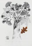 Copacul cu flori by Ștefan Câlția, 2016, serigrafie, sold Mar 2021