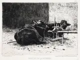 Theodor Aman, Buffles de la Roumanie