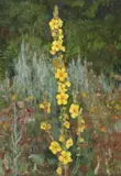Otto Briese, Floare de lumânărică, ulei pe carton