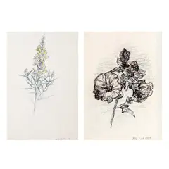 Mihai Sârbulescu, Plante, 1997, A. cărbune și creioane colorate pe hârtie; B. cărbune și acuarelă pe hârtie