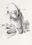 Victor Brauner, Comte de Lautremont (Cânturile lui Maldoror), litografie