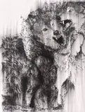 Mircea Suciu, Mother Nature, 2012, cărbune pe hârtie
