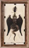 Marian Zidaru, Uciderea Meduzei, 1986, cărbune și creioane colorate pe hârtie