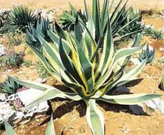 Iulian Iftodiu, Agave Americana, 2020, ulei pe pânză