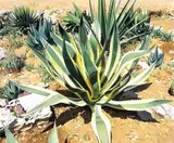 Iulian Iftodiu, Agave Americana, 2020, ulei pe pânză