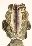 Grădină suspendată by Ion Alin Gheorghiu, 1977, acuarelă pe hârtie lipită pe carton, sold Apr 2020