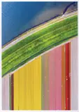 Alexandru Gâlmeanu, Lalele, 2019, C-type laminat pe bond