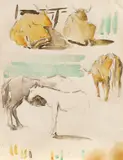 Alexandru Ciucurencu, Studiu de bovine