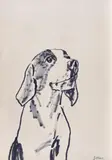 Vladimír Setran, Portret de câine (Beagle), tuș pe hartie