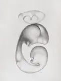Jules Perahim, Maternitate, cărbune pe hârtie