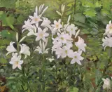 Constantin Artachino, Crini, 1903, ulei pe pânză