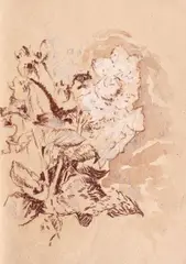 Ștefan Bertalan, Secţiune florală, creion, creion colorat şi tempera pe carton