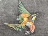 Carmen Belean, Honeybird, 2017, creioane colorate pe hârtie