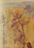 Ștefan Bertalan, Secţiune florală. Lobodă, 2004, acuarelă şi creion pe hârtie