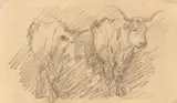 Nicolae Grigorescu, Studiu pentru Ghiocel, creion pe hârtie